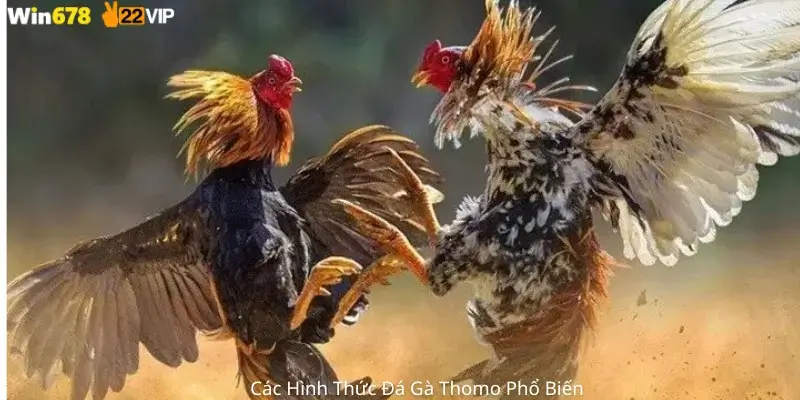 Các hình thức đá gà thomo phổ biến 