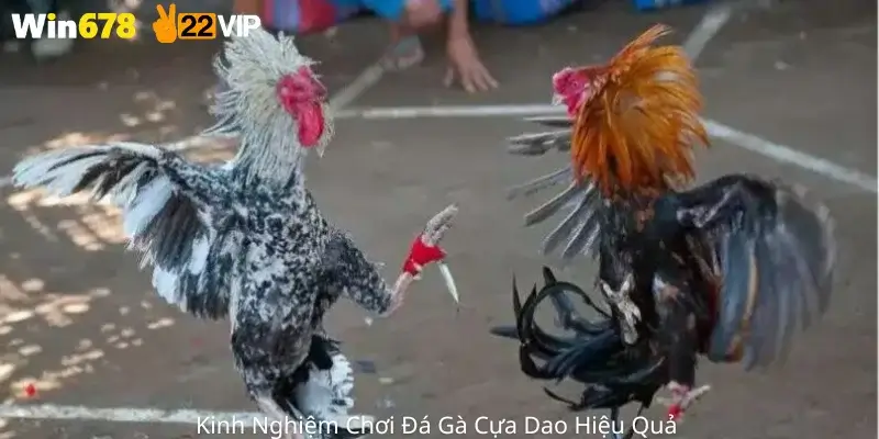Kinh Nghiệm Chơi Đá Gà Cựa Dao Hiệu Quả