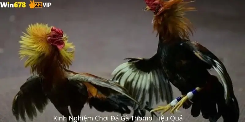 Kinh Nghiệm Chơi Đá Gà Thomo Hiệu Quả 